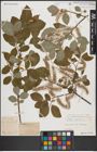 Foto von Salix caprea L.